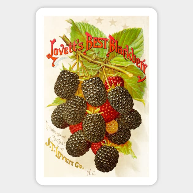 Lovett's Best Blackberry Ad Sticker by WAITE-SMITH VINTAGE ART